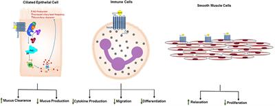 Bitter Taste Receptors for Asthma Therapeutics